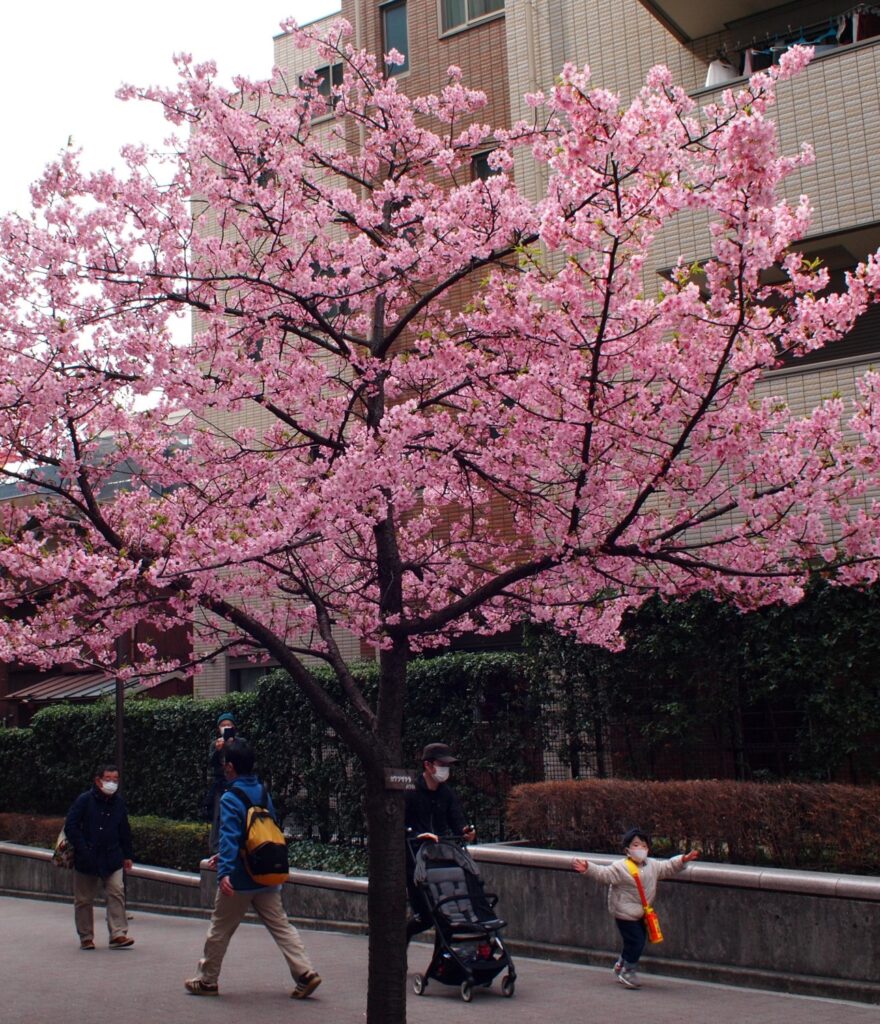 横浜　河津桜